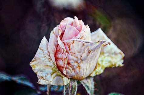 Faded Rose Epub