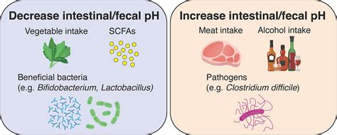 Faecuddlebugs: Embracing the Fecal Frontier of Human Health