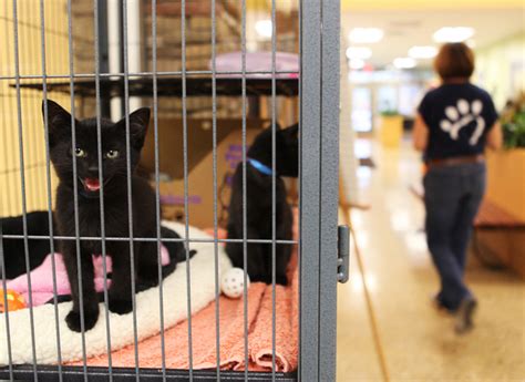 Fairfield County Humane Society: A Haven for Homeless Pets