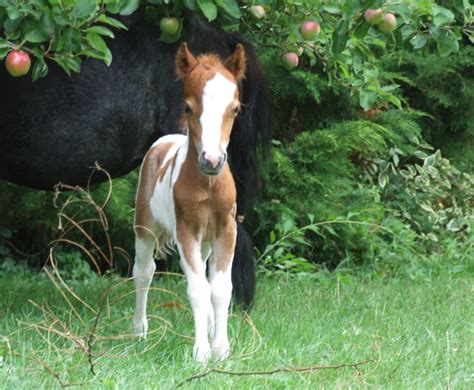 Falabella Horse for Sale: Your Mini Horse Dream Awaits!