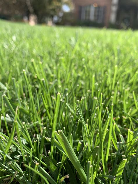 Fall Fertilizer for Bermuda Grass: The Ultimate 4-Step Guide