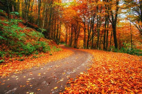 Fall Walk Reader