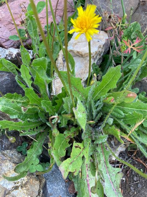 False Dandelions Reader