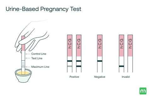 False Negative Pregnancy Test at 6 Weeks: Understanding the Potential Causes