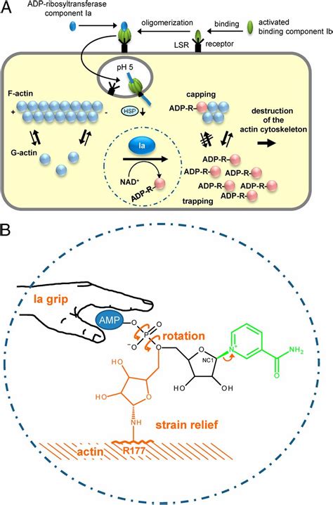 Familial Cancer Control ADP-Ribosylating Toxins PDF