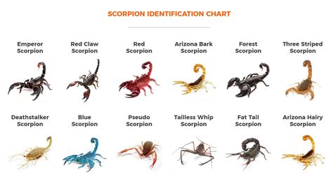 Fang-tastic Fury: Uncover the Intriguing Names of Scorpions