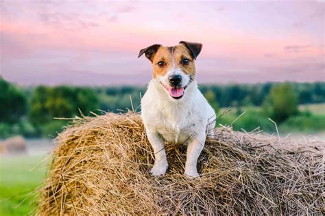 Farm Dogs Epub