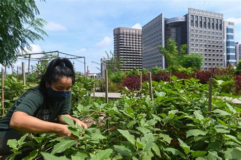 Farm Fresh: Unveiling Singapore's Urban Agricultural Revolution