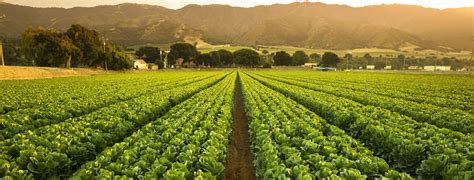 Farming Valley: Cultivating a Thriving Agricultural Ecosystem