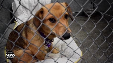 Farmington MO Animal Shelter: A Haven for Abandoned Souls