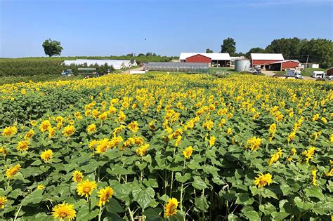 Farms in New Jersey: A Comprehensive Guide to 10,000+ Acres of Agricultural Abundance