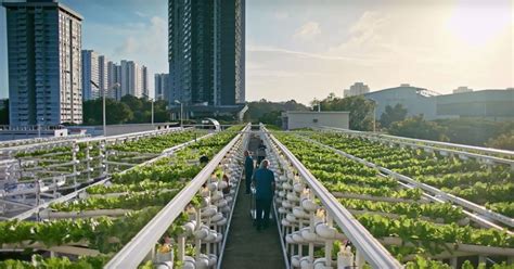 Farms in Singapore: A Hidden Oasis in a Concrete Jungle