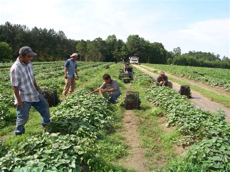 Farmworkers: