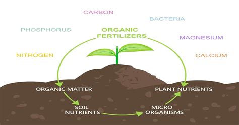 Faster nutrient uptake