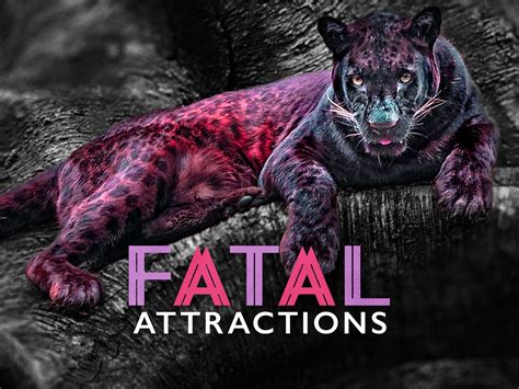 Fatal Attractions Kindle Editon