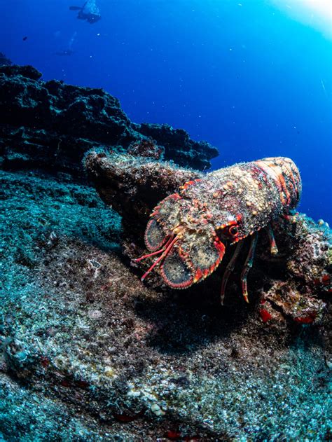 Fathom the Profound: Unlocking the Secrets of the Deep at 10,000 Feet and Beyond