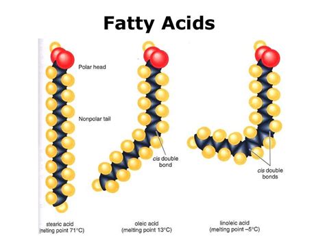Fatty Acid and Lipid Chemistry 1st Edition PDF