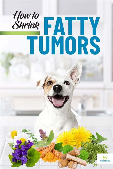 Fatty Tumors in Dogs: The Ultimate 5,000-Word Guide