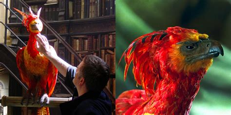 Fawkes the Phoenix Horn Reader