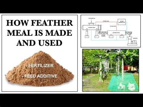 Feather Meal Fertilizer: A 10,000-Character Guide to Its Benefits, Uses, and How to Make Your Own