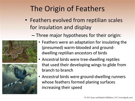 Feathers: Nature's Insulating Miracle