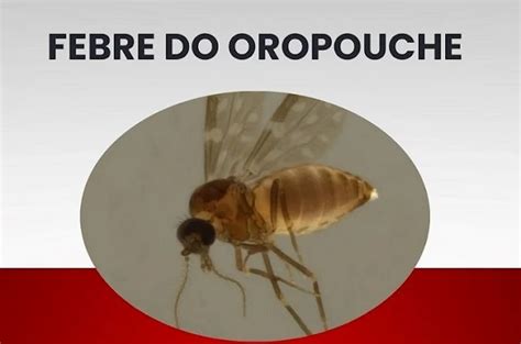 Febre Oropouche no Espírito Santo: Um Alerta à Saúde Pública