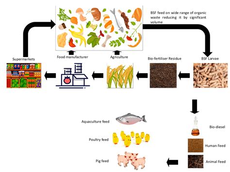 Feed Making Machine: Transform Waste into Nutritious Feeds!