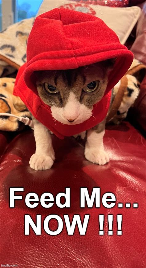 Feed Me Meme: Explore the Viral Trend in 5 Fascinating Ways