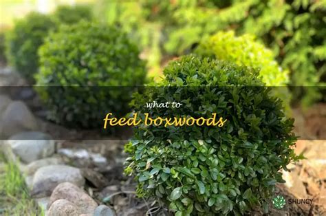 Feed Your Boxwoods for a Thriving Landscape