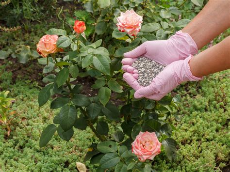 Feed Your Roses: The Ultimate Guide to Rose Bush Fertilizer Spikes