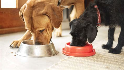 Feed your pet a high-quality diet.