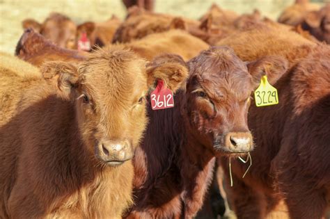 Feeder Cattle Futures CME: Breaking Down the Beef Market