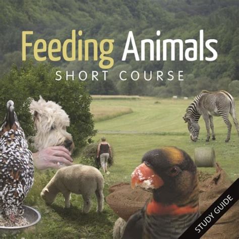 Feeding Animals Medasin: The Basics