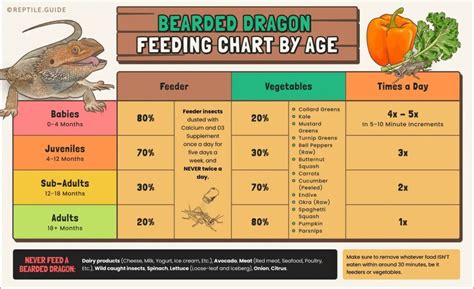 Feeding Bearded Dragon Food Chart