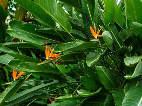 Feeding Birds of Paradise for Optimal Growth and Bloom