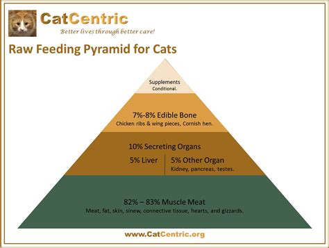 Feeding Cats Raw Food: 10 Essential Things You Need to Know