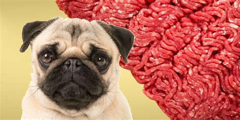 Feeding Dogs Raw Beef: A Comprehensive Guide