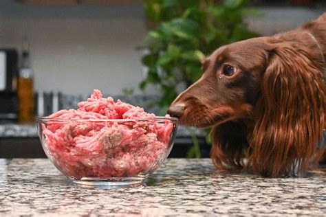 Feeding Raw Beef to Dogs: The Ultimate Guide