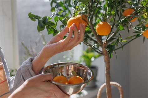 Feeding Your Citrus Tree for Maximum Growth and Fruit Production