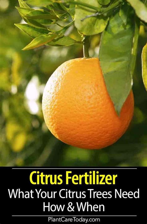 Feeding Your Citrus Tree for Optimal Growth