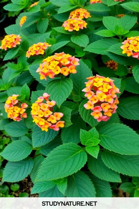 Feeding Your Lantana for Vibrant Blooms