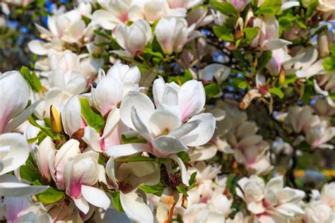 Feeding Your Magnolia for Optimal Health and Bloom