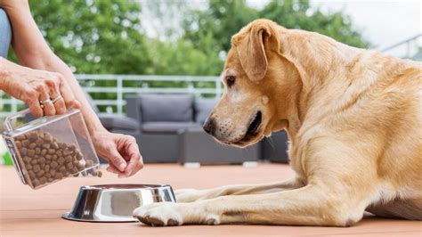 Feeding Your Pet