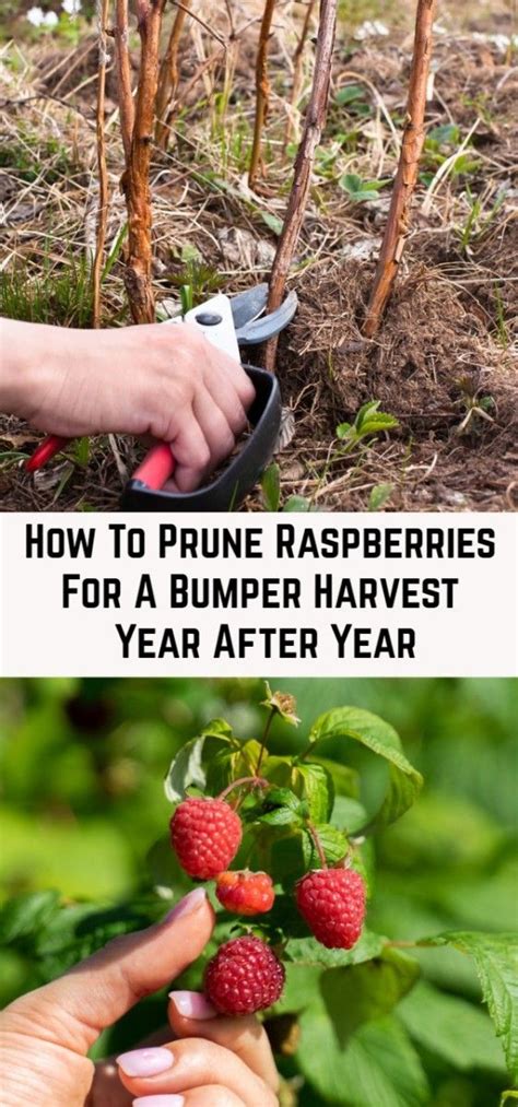 Feeding Your Raspberry Plants for Bumper Harvests