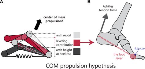 Feet Equal a Mile: The Surprising Science of Bipedalism