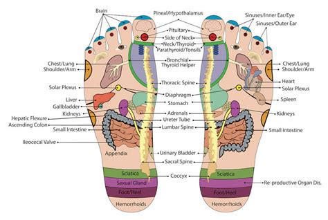 Feet Pressure Points Chart