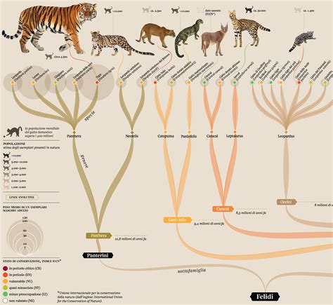 Felidae 貓糧的成分分析