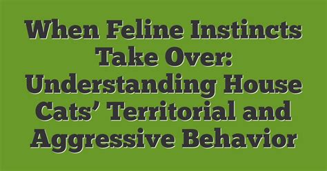 Feline Aggression and Territorial Behavior: 2025 Guide to Understanding and Preventing Conflict