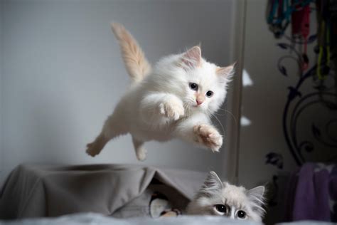 Feline Agility and Reflexes: