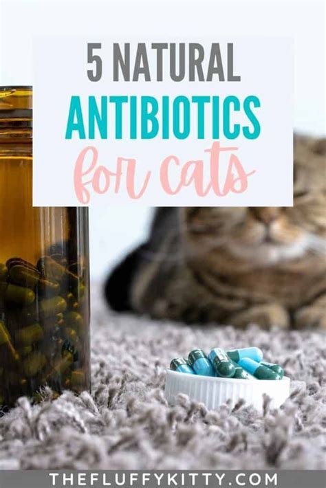 Feline Antibiotics Over the Counter: 10,000 Essential Facts You Need to Know